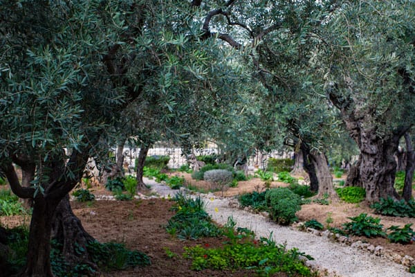 Garden of Gethsemane